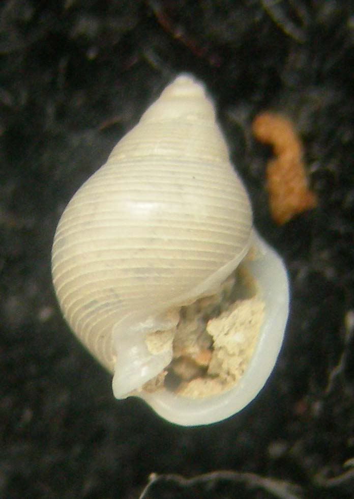 ringicula ciommei